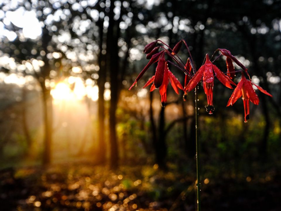 Bosque la Primavera