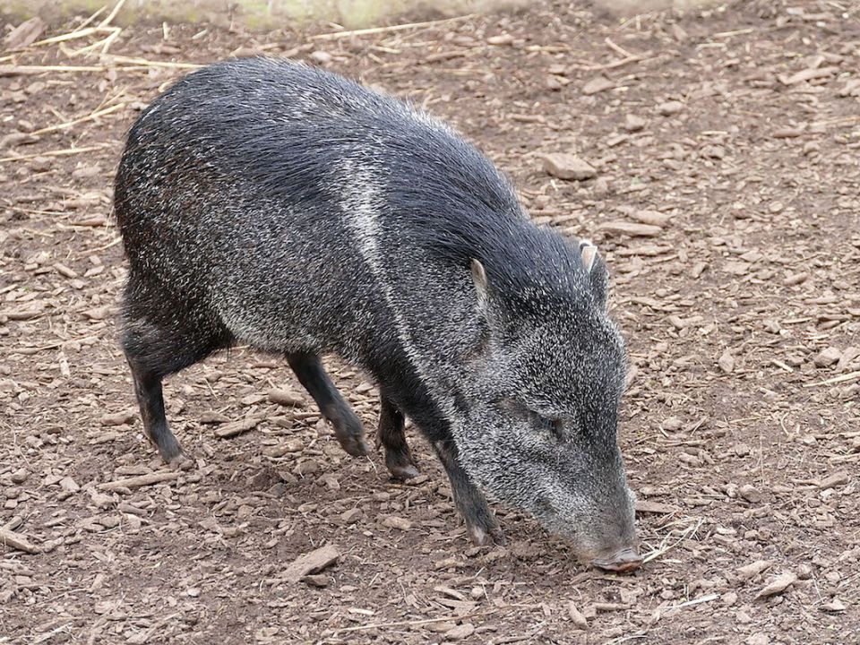 Tapir