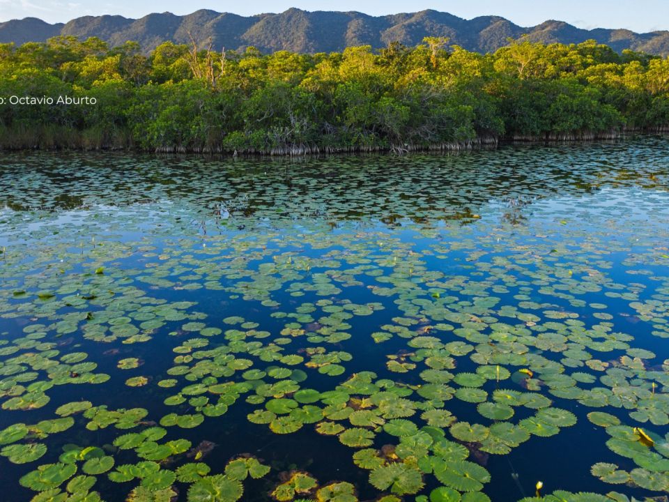 Wanha’, Tabasco 