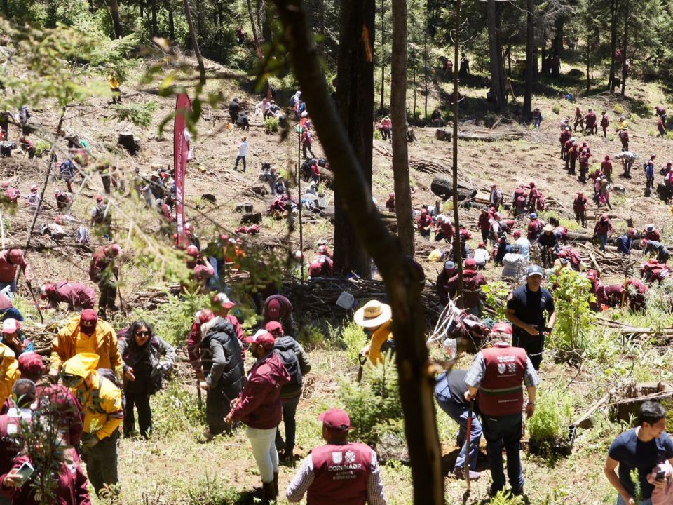 Reforestación del Ajusco