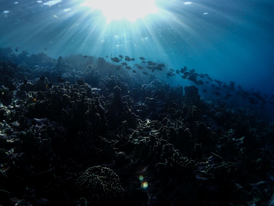 Arrecife de coral