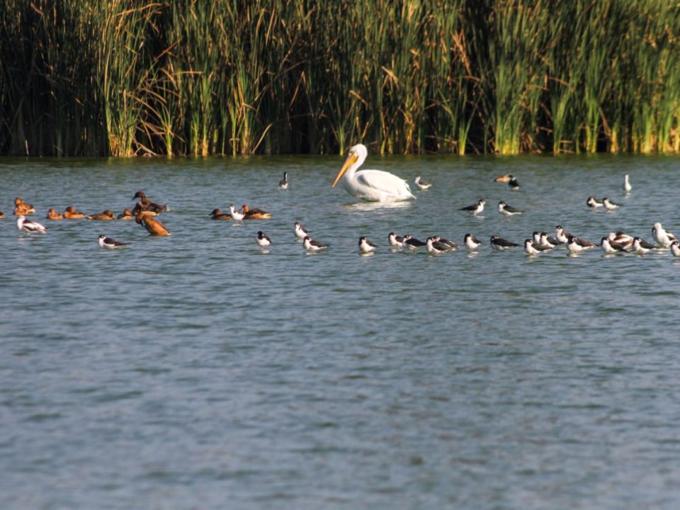 Bosque de Aragón