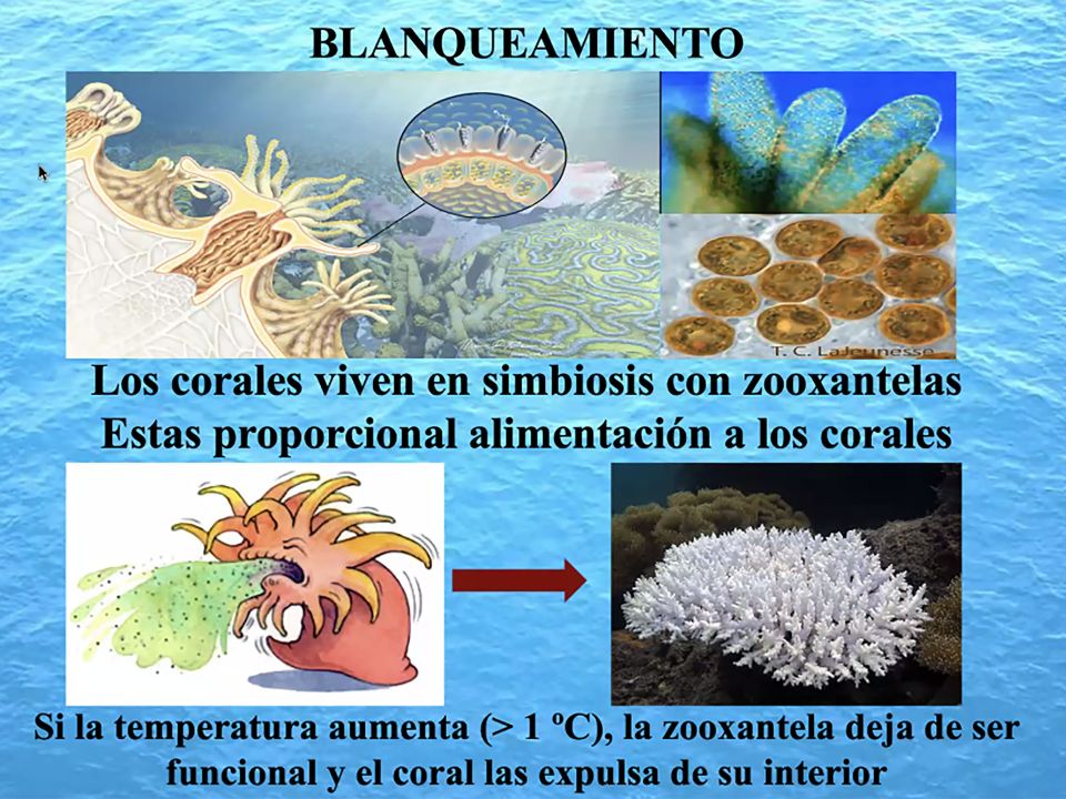 Corales