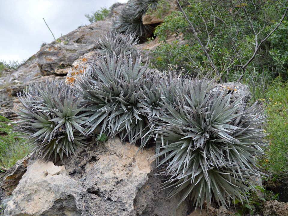 Plantas