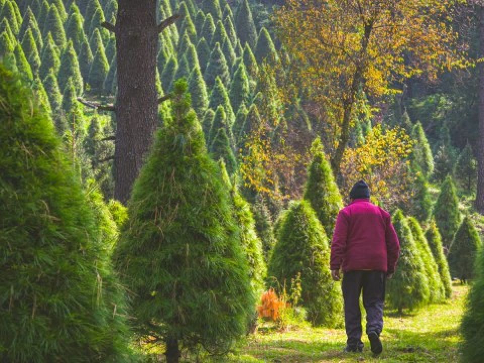 Árbol de Navidad