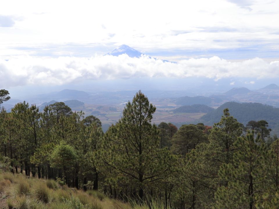 Bosque de Milpa Alta 