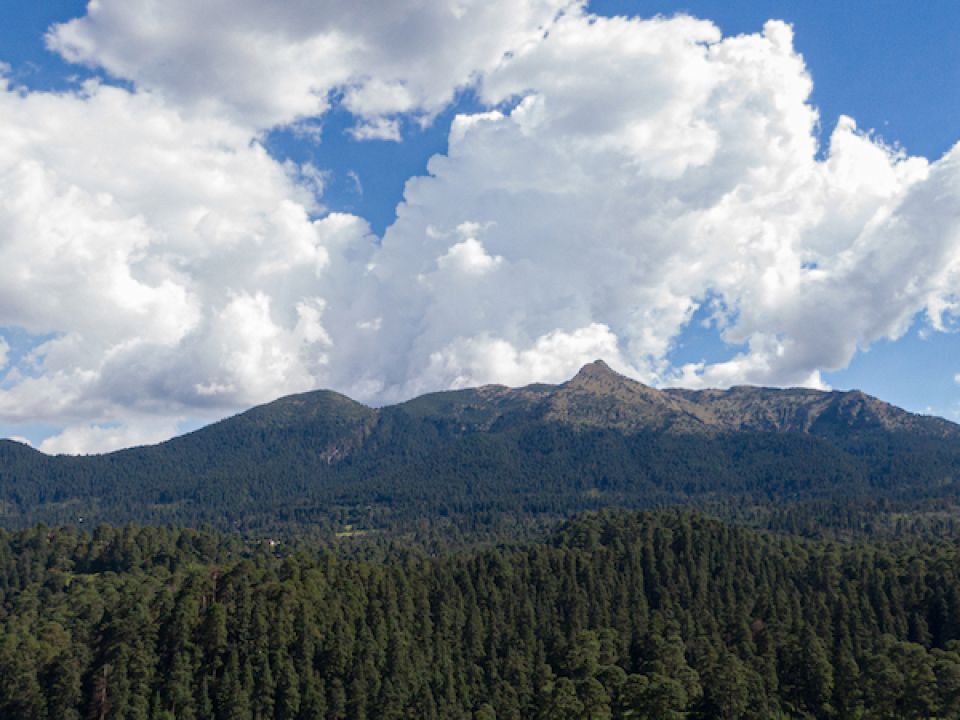 Bosque de Tlalpan