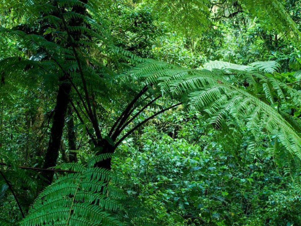 Reserva de la Biosfera El Triunfo