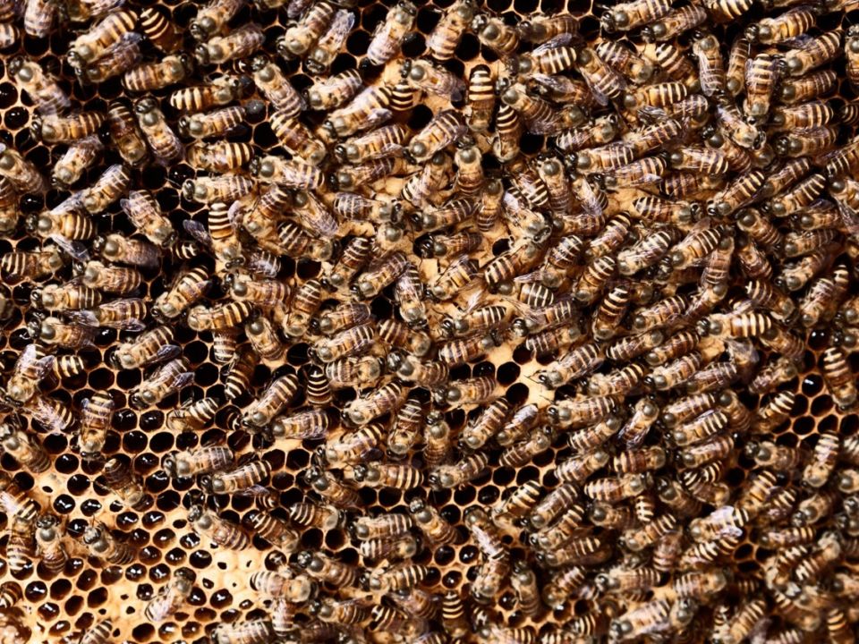 Abejas y cambio climático