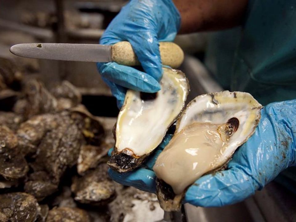 La acidificación de los océanos y las ostras