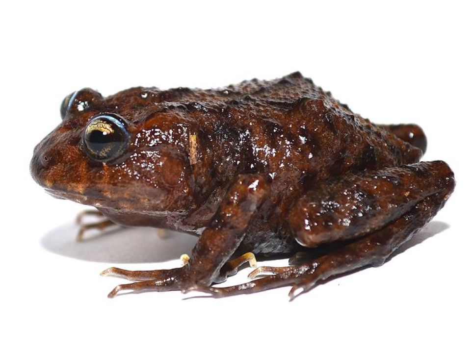 Anfibio en Ecuador
