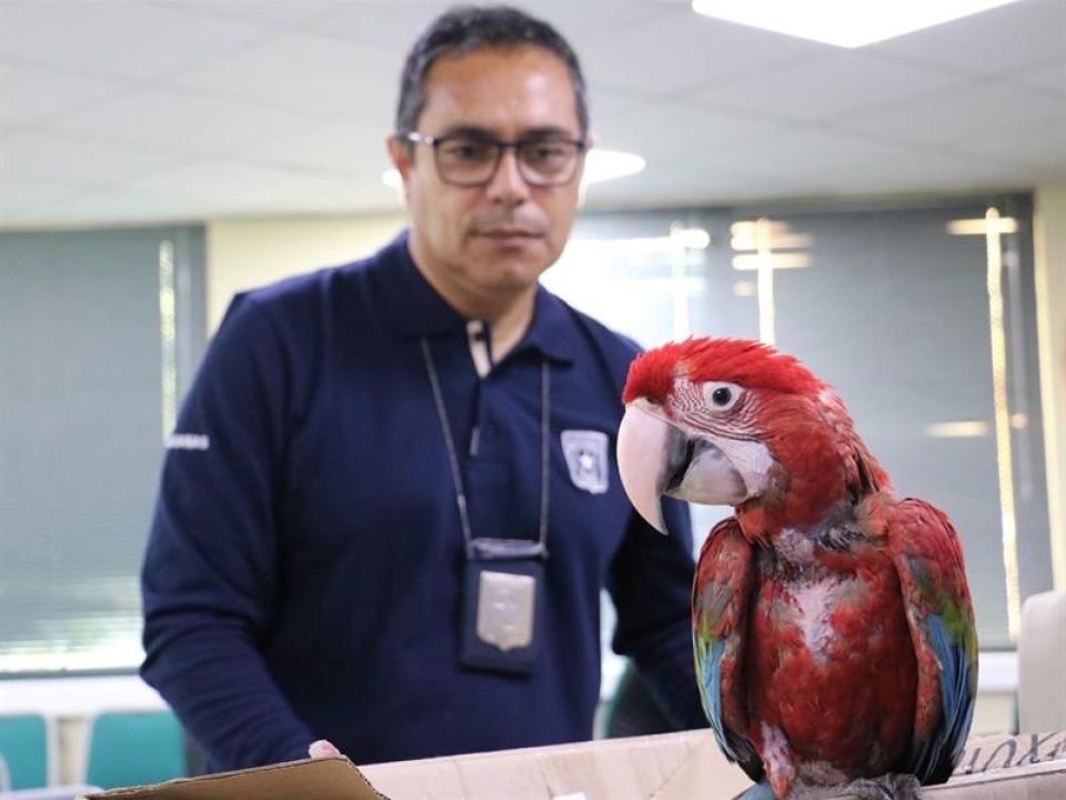 Guacamayo de Quillagua