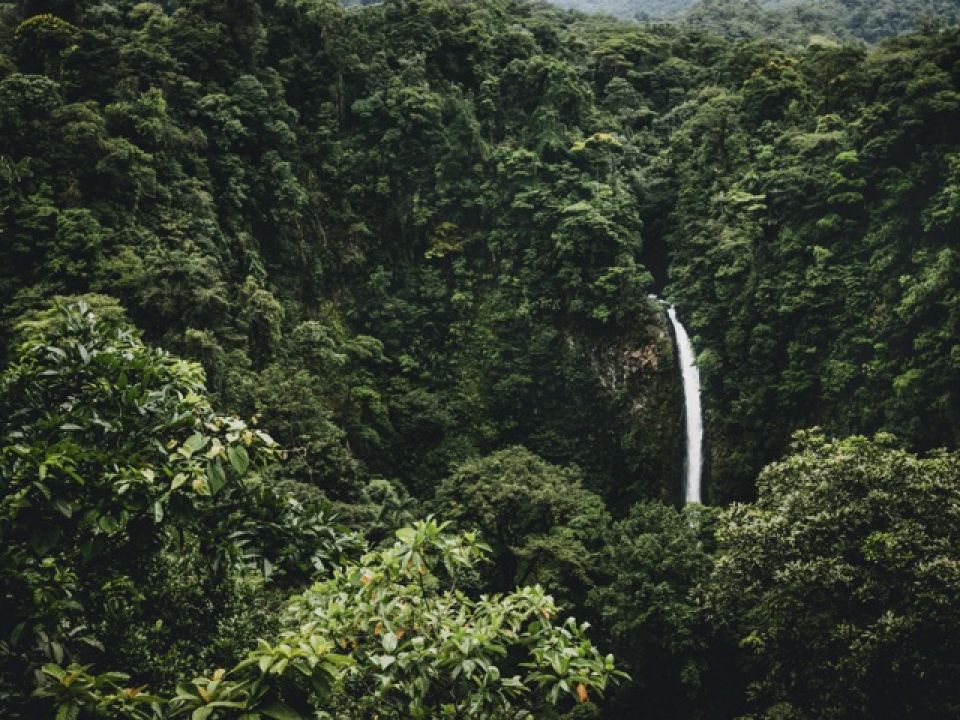 Bosque Costa RIca