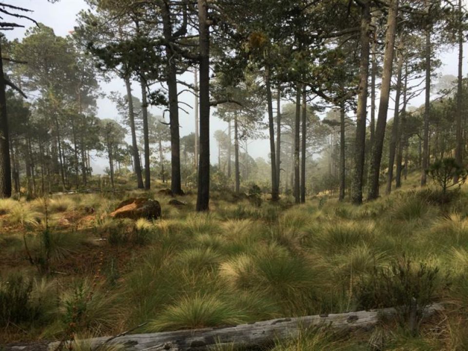 Bosque en Veracruz