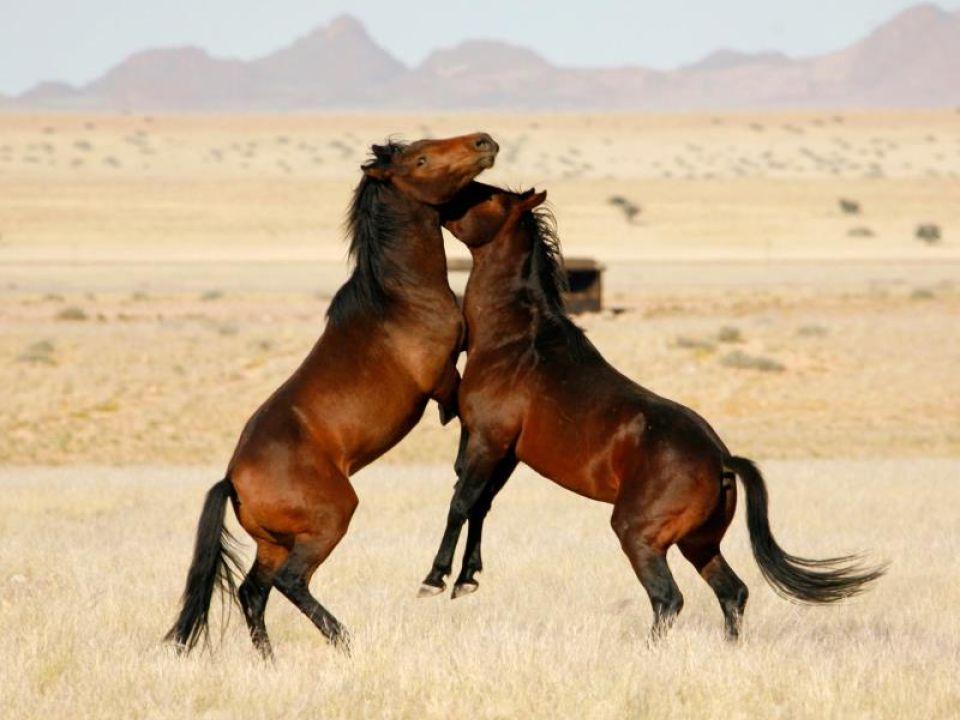 Caballos salvajes del desierto de Namibia