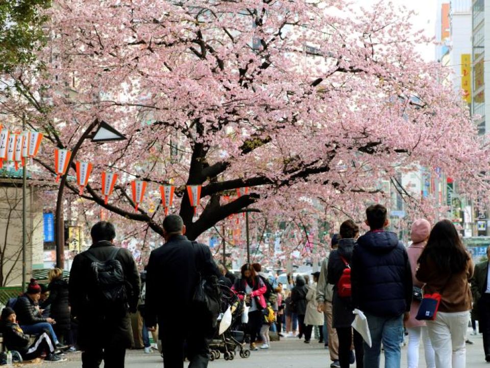 Cerezos en Japón