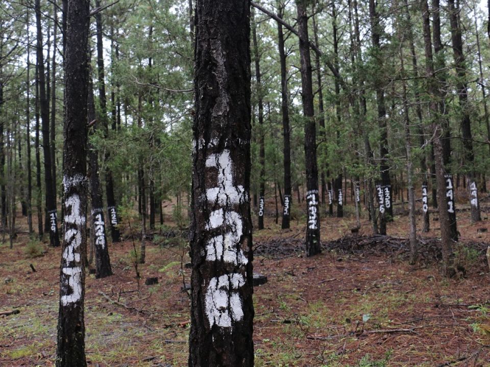 Bosques en Chihuahua