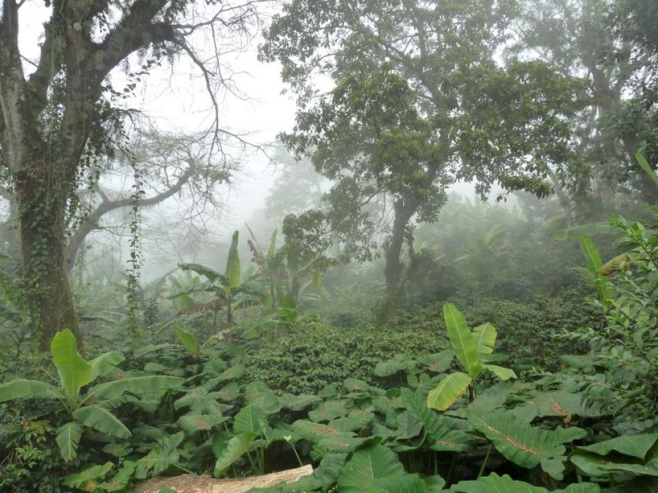 Día de los bosques