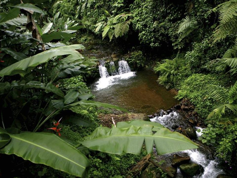 Productores agroforestales de Guatemala 