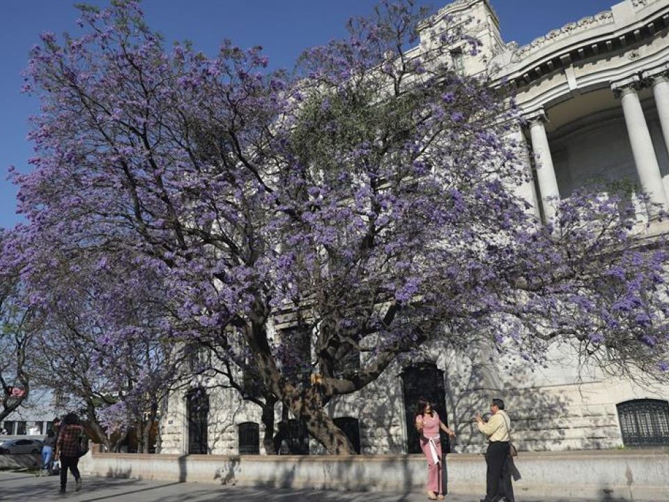 Jacarandas CDMX