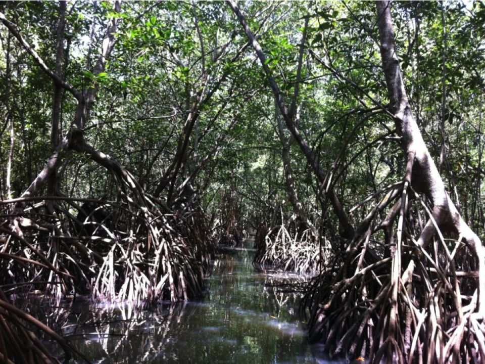 Manglar