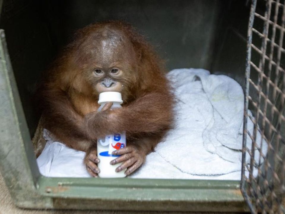 Orangután en Indonesia