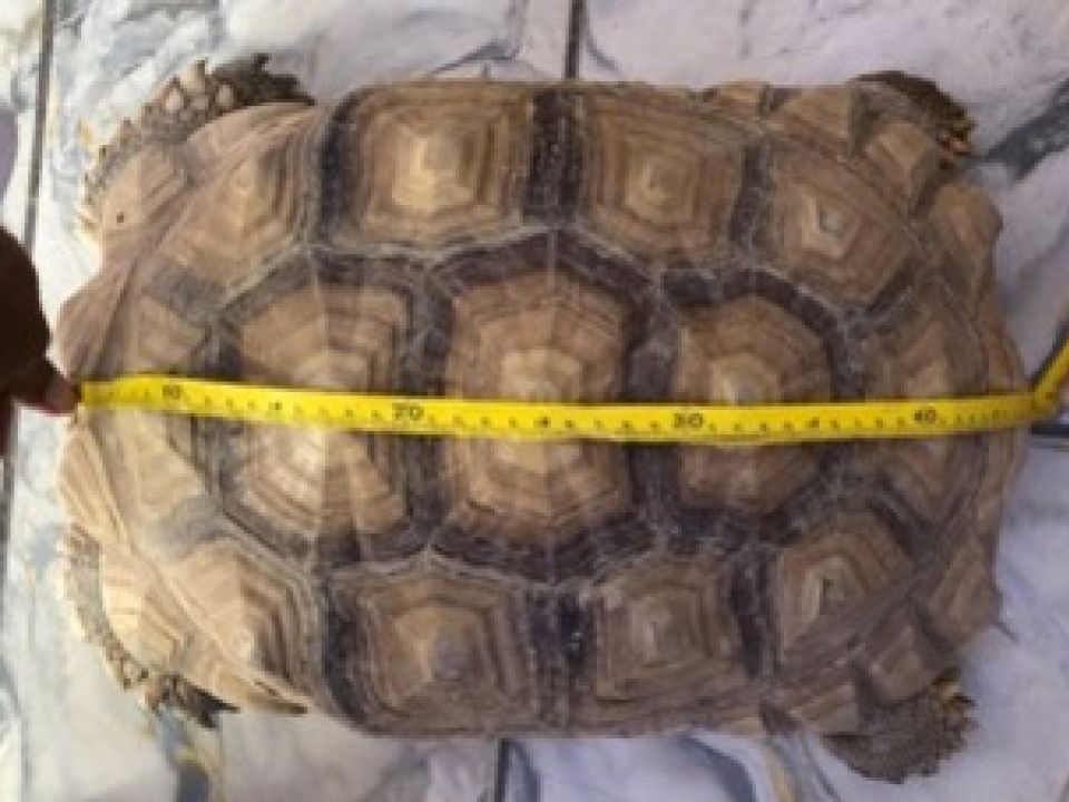 Baja California Sur asegura Tortugas 