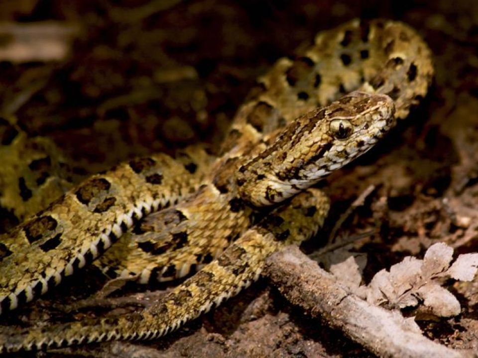 Serpiente Bothrops sonene