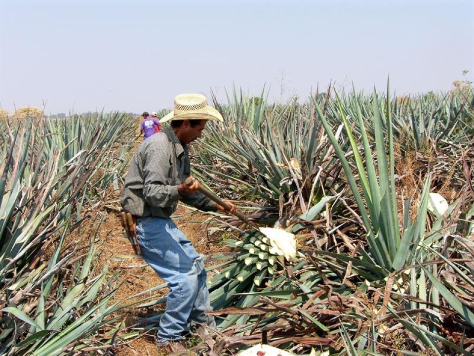 Tequila Cambio climático