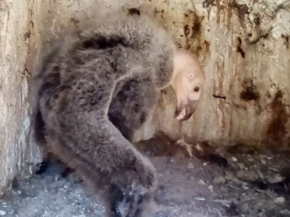 Cóndor
