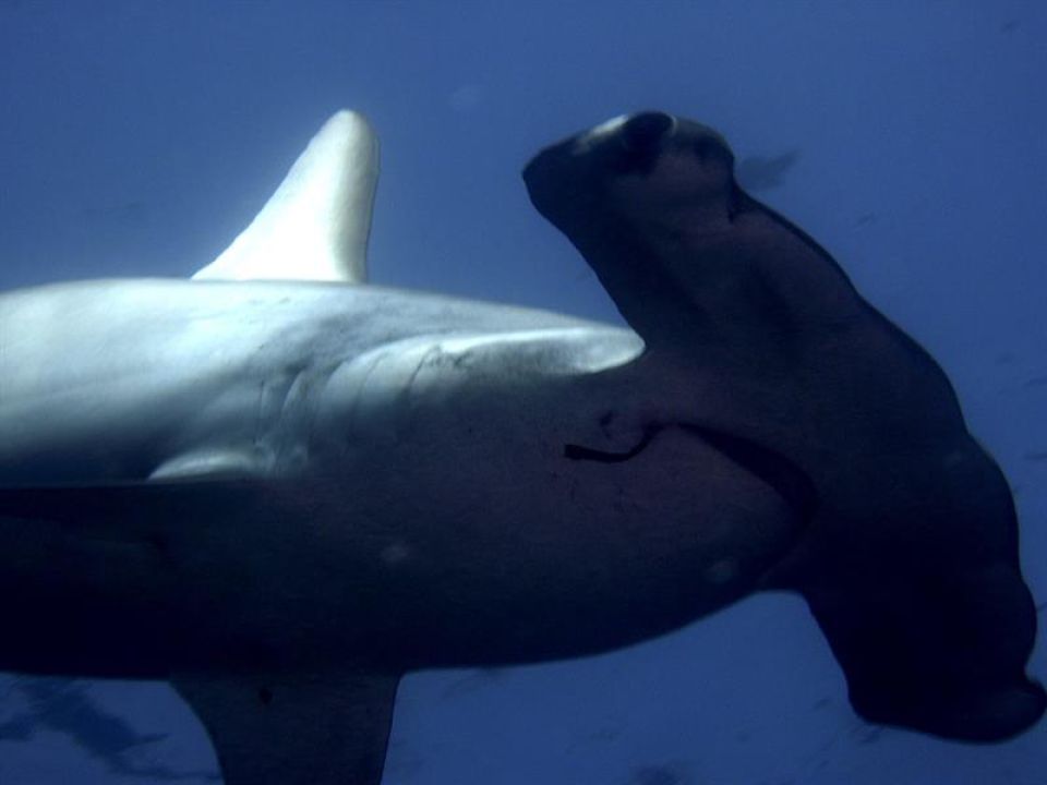 Tiburón martillo en Galápagos