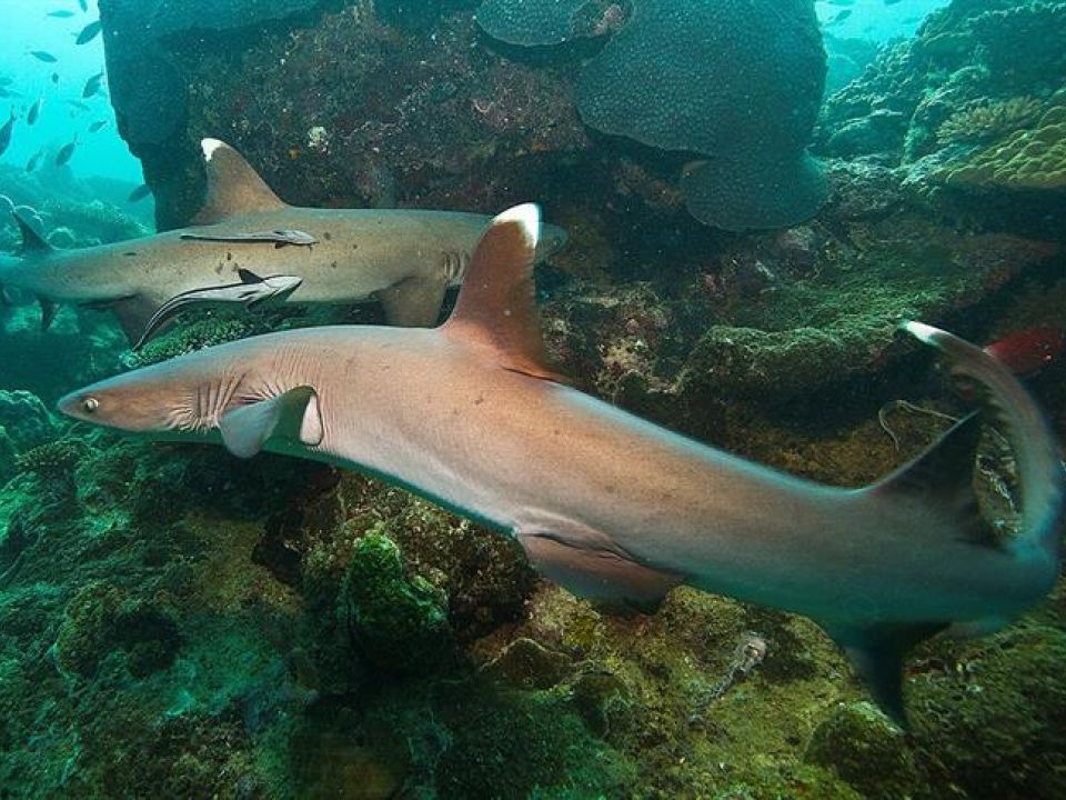 México rastrea tiburones vía acústica y satelital para conservar ecosistemas