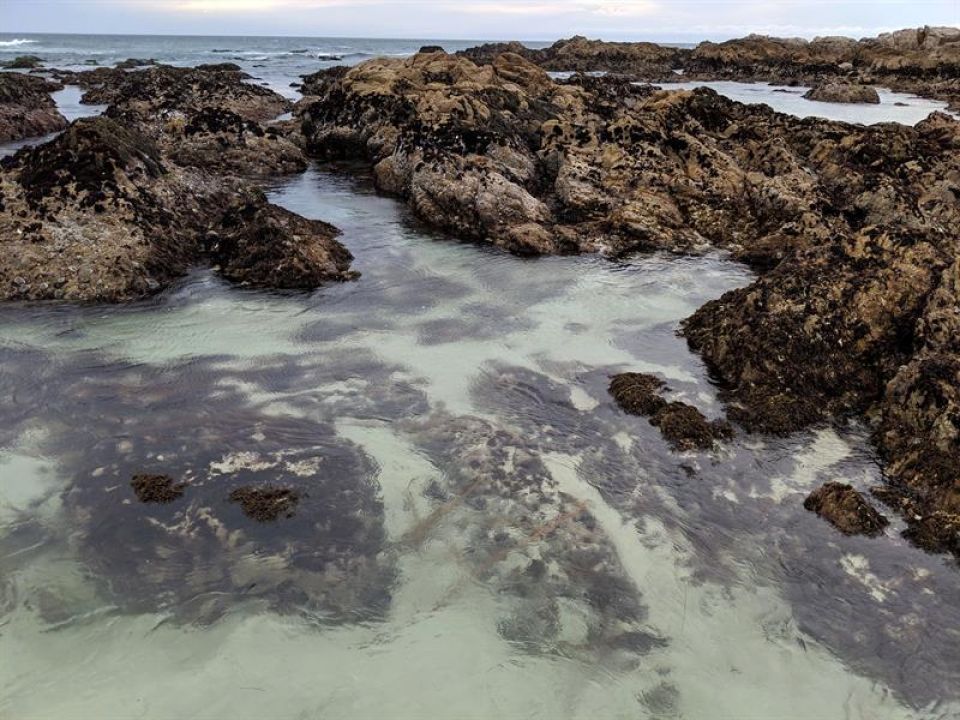 playa de la Bahía de Monterey (California, EE.UU.) 