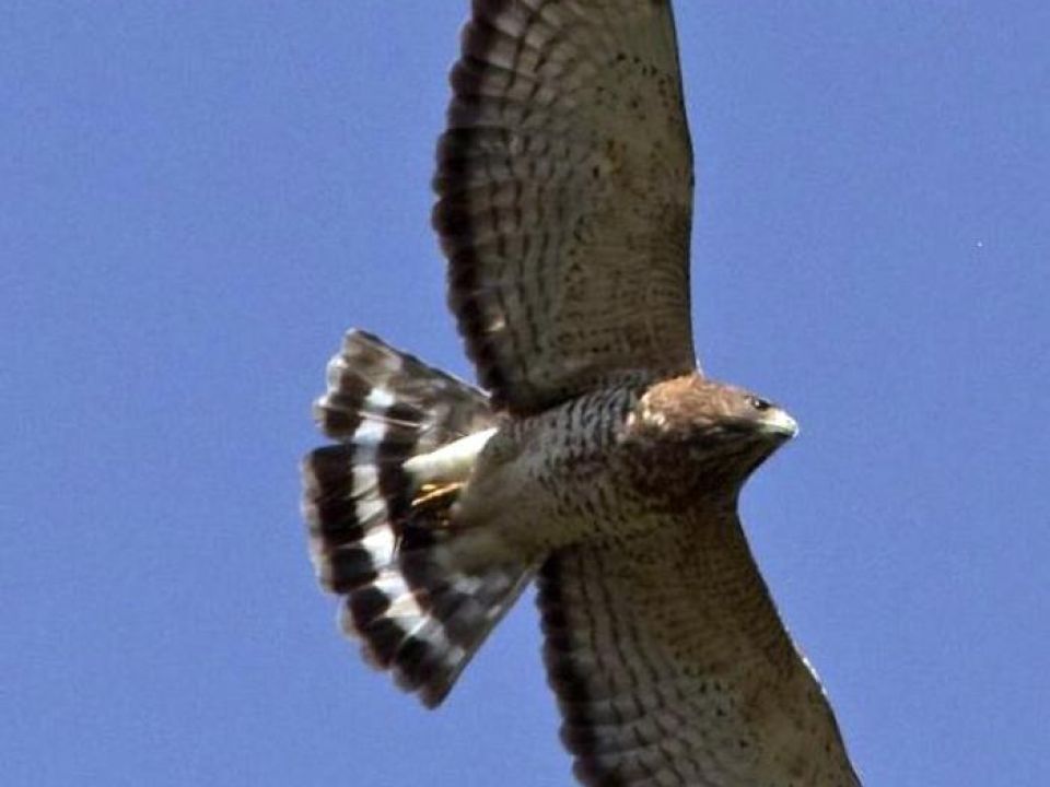 Águila  cuaresmera