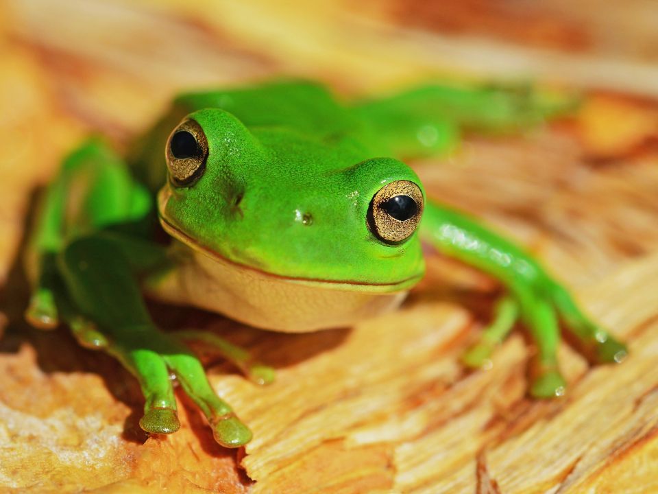 Anfibio rana verde