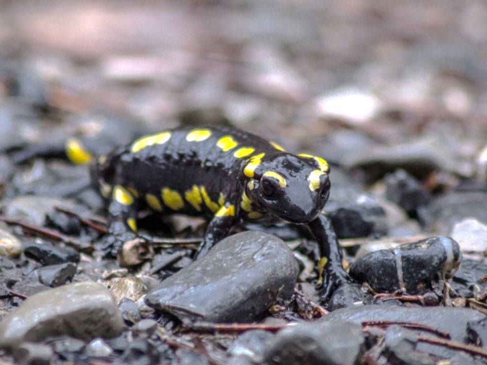 Anfibios