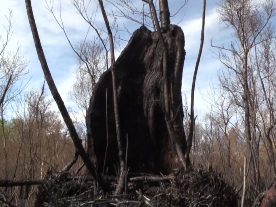 Bosque seco