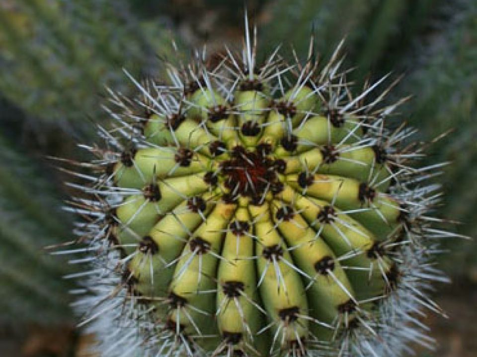 Cactacea