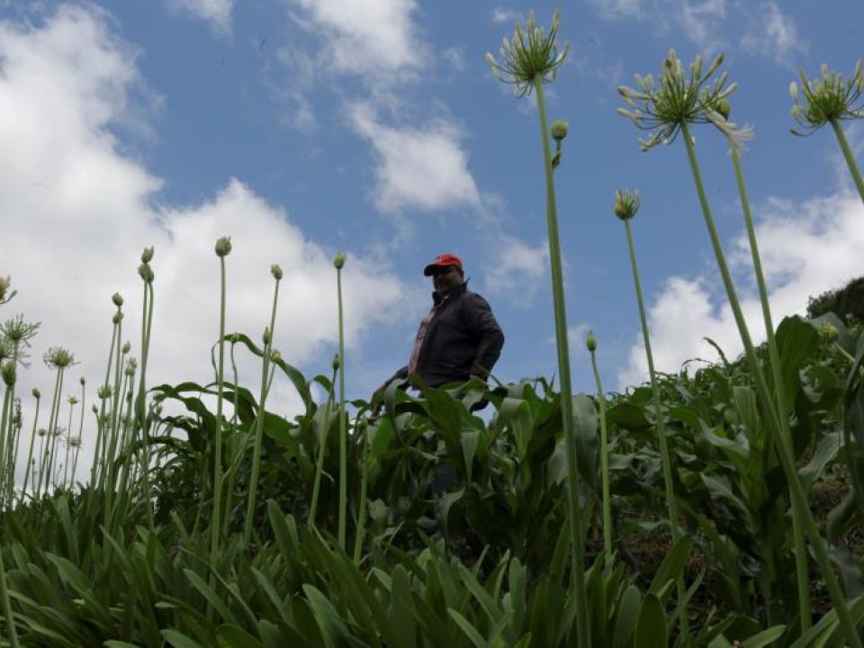 Campesino