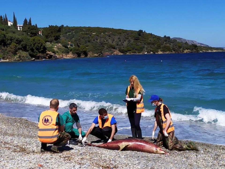 Delfines muertos en Grecia
