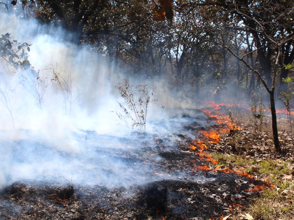 Incendio forestal