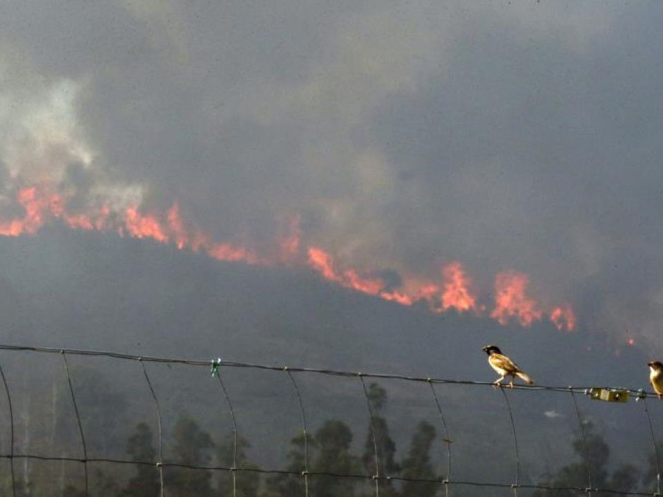 Incendio forestal