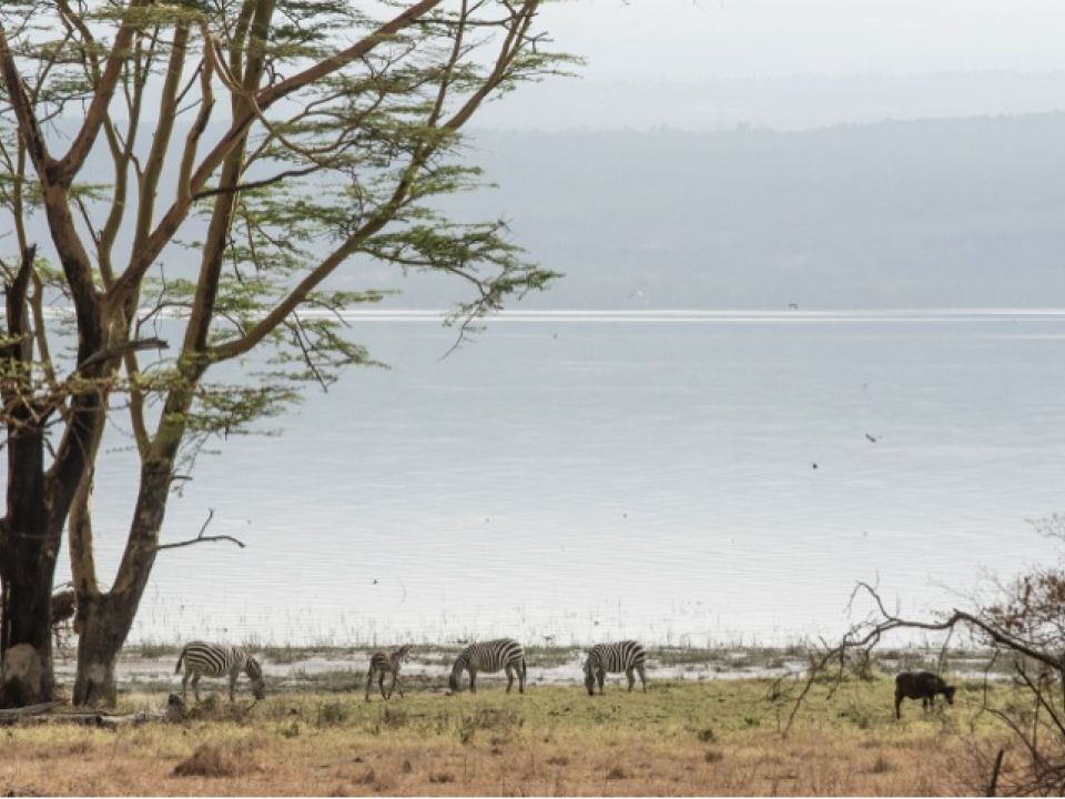 Lago Nakuru en Kenia