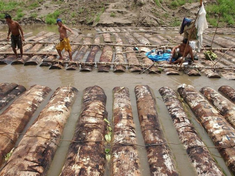 Perú contra tala ilegal