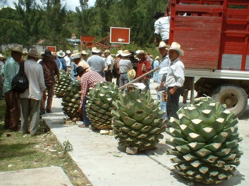 Productores de mezcal.