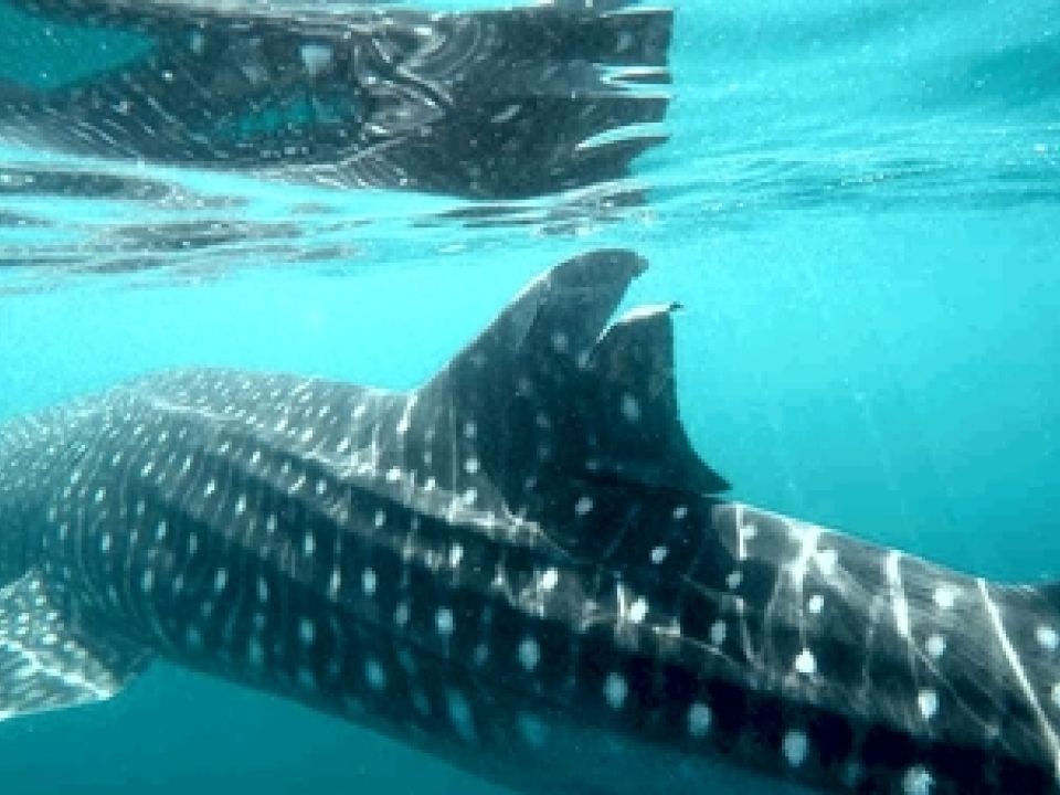 Tiburón ballena