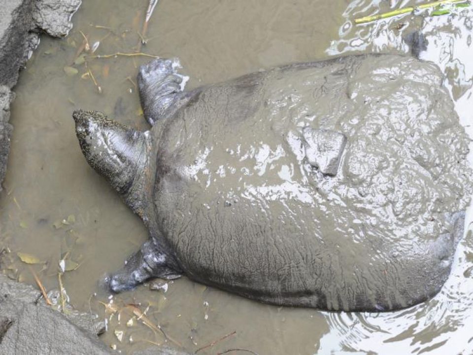 Tortuga de caparazón blando