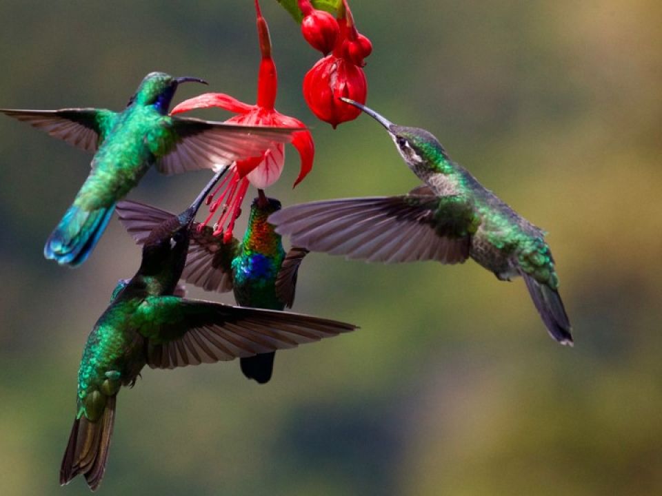 Colibrís