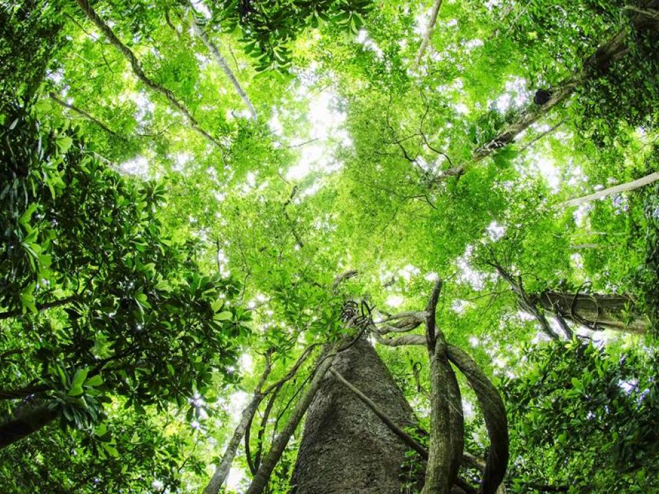 Bosques de costa Rica