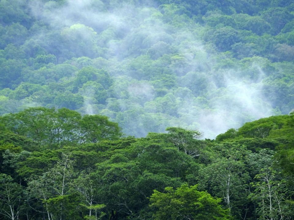 Bosque en Costa Rica